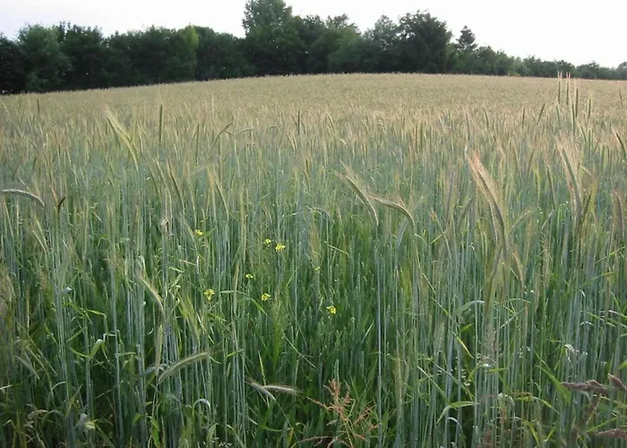 Near Bemelerberg Reserve Holiday home